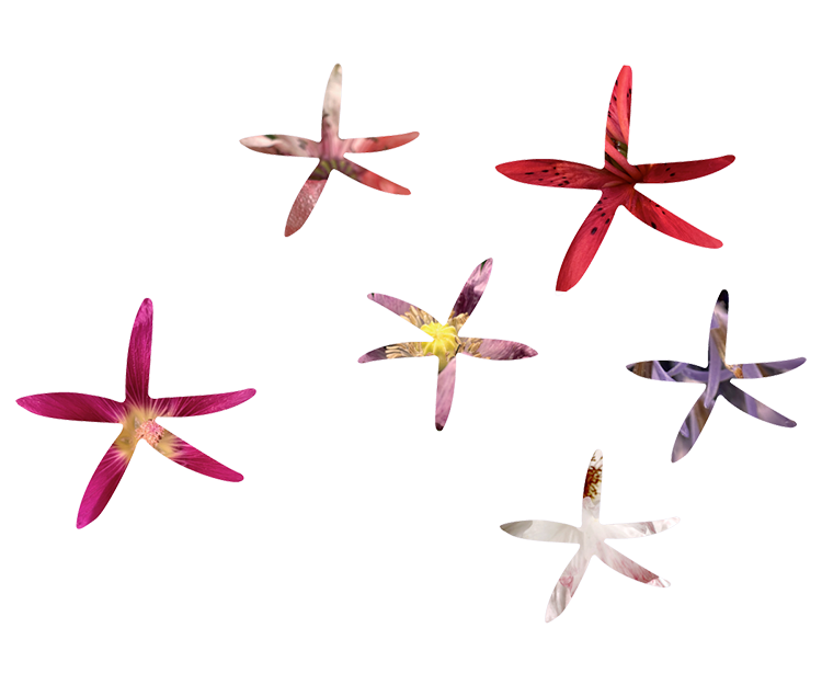 Brustvergrösserung Kosten­ BLumendeko